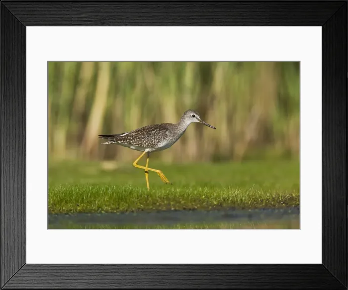 Framed Print : Lesser Yellowlegs - in August at Jamaica Bay NWR - NY - USA Framed Print : Lesser Yellowlegs - in August at Jamaica Bay NWR - NY - USA