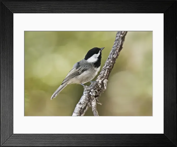 Framed Print : Mexican Chickadee - in the Chiricahua Mountains in southeastern AZ - July. USA Framed Print : Mexican Chickadee - in the Chiricahua Mountains in southeastern AZ - July. USA