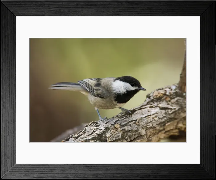 Framed Print : Mexican Chickadee. Maine, USA July Framed Print : Mexican Chickadee. Maine, USA July