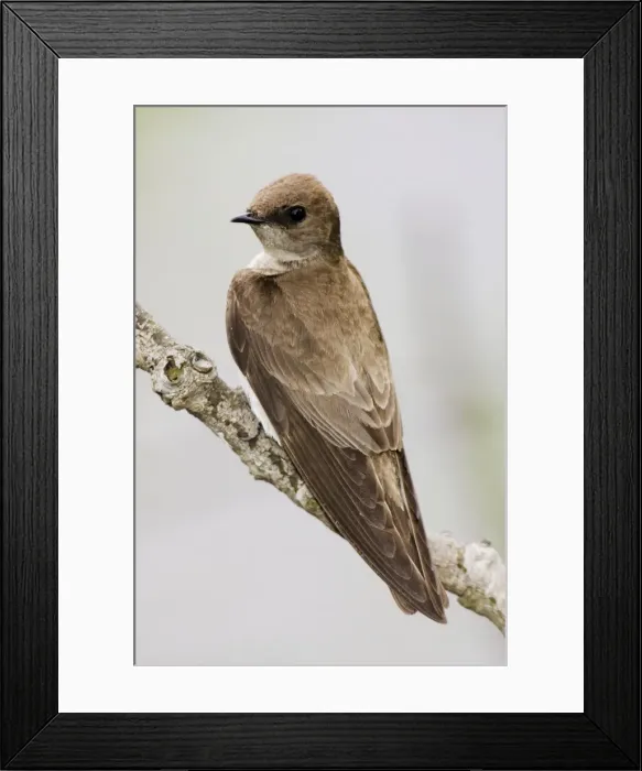 Framed Print : Northern Rough-winged Swallow. May - CT - USA Framed Print : Northern Rough-winged Swallow. May - CT - USA