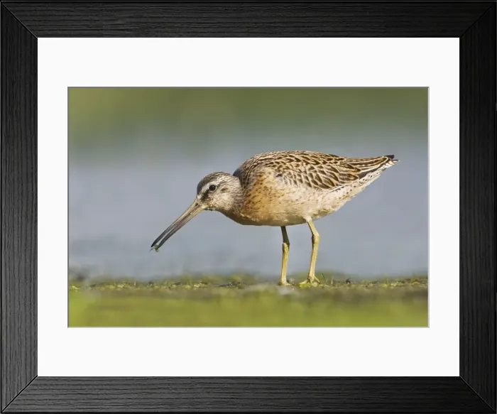 Framed Print : Short-billed Dowitcher - in August at Jamaica Bay NWR - NY- USA Framed Print : Short-billed Dowitcher - in August at Jamaica Bay NWR - NY- USA