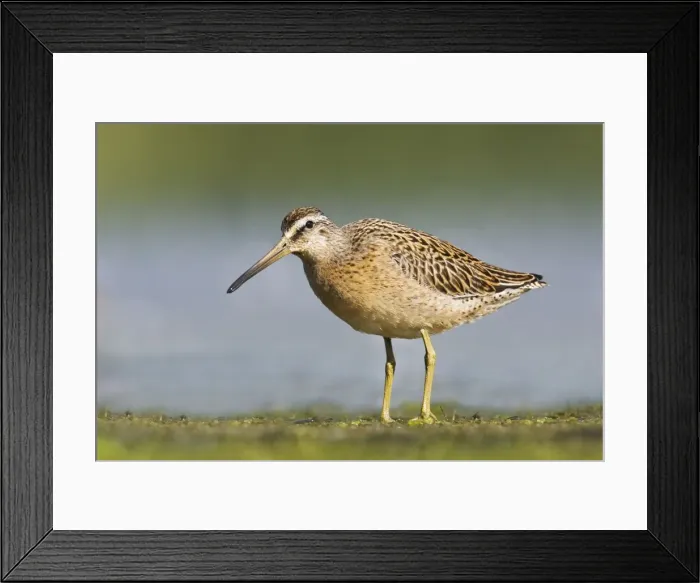 Framed Print : Short-billed Dowitcher - in August at Jamaica Bay NWR - NY- USA Framed Print : Short-billed Dowitcher - in August at Jamaica Bay NWR - NY- USA