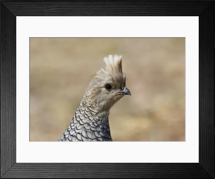 Framed Print : Scaled Quail. Portal Arizona, July - USA Framed Print : Scaled Quail. Portal Arizona, July - USA