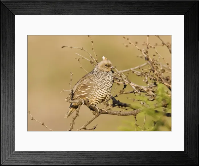 Framed Print : Scaled Quail. Portal Arizona - July - USA Framed Print : Scaled Quail. Portal Arizona - July - USA