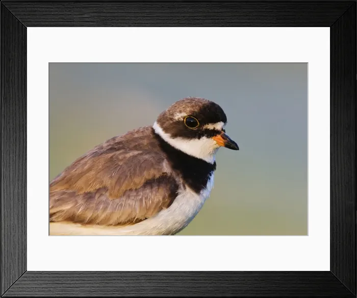 Framed Print : Semipalmated Plover - adult in August at Jamaica Bay NWR - NY - USA Framed Print : Semipalmated Plover - adult in August at Jamaica Bay NWR - NY - USA