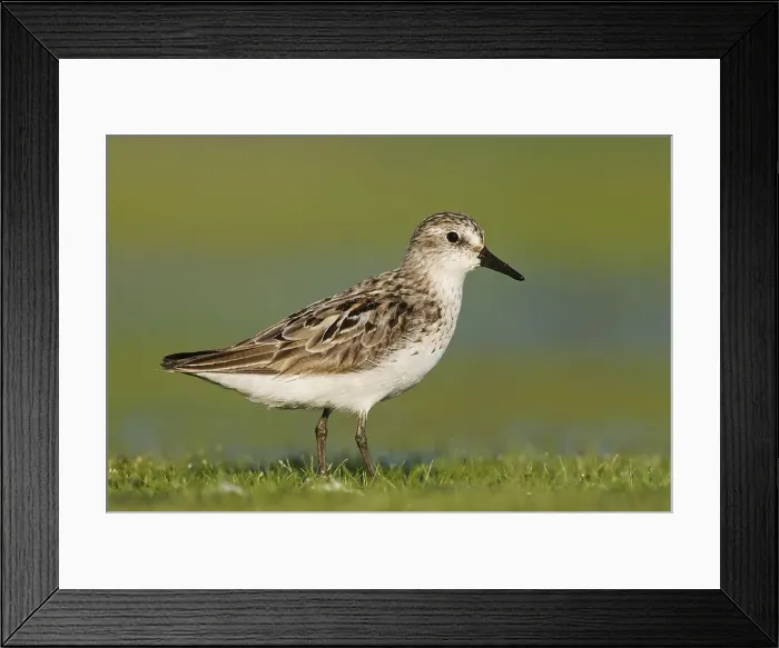 Framed Print : Semipalmated Sandpiper - adult. Jamaica Bay - NY - Aug - USA Framed Print : Semipalmated Sandpiper - adult. Jamaica Bay - NY - Aug - USA