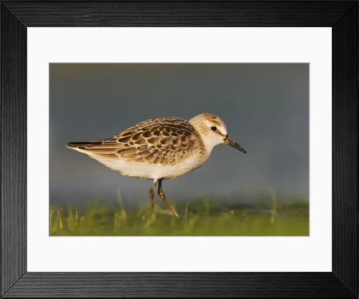 Framed Print : Semipalmated Sandpiper - Juvenile in August. Jamaica Bay - NY - Aug - USA Framed Print : Semipalmated Sandpiper - Juvenile in August. Jamaica Bay - NY - Aug - USA