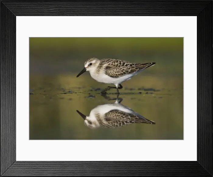 Framed Print : Semipalmated Sandpiper - Juvenile in August. Jamaica Bay - NY - Aug - USA Framed Print : Semipalmated Sandpiper - Juvenile in August. Jamaica Bay - NY - Aug - USA
