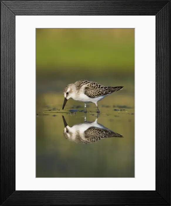 Framed Print : Semipalmated Sandpiper - Juvenile in August. Jamaica Bay - NY - Aug - USA Framed Print : Semipalmated Sandpiper - Juvenile in August. Jamaica Bay - NY - Aug - USA