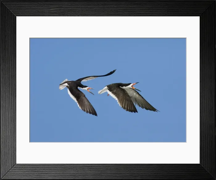 Framed Print : Black Skimmer - Males chasing each other at colony on Long Island, New York. USA Framed Print : Black Skimmer - Males chasing each other at colony on Long Island, New York. USA