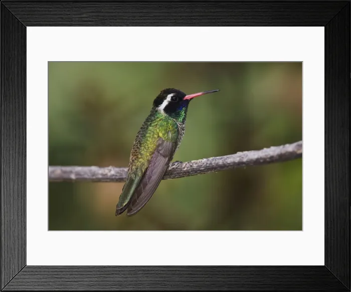 Framed Print : White-eared Hummingbird - adult male, July, Arizona, USA Framed Print : White-eared Hummingbird - adult male, July, Arizona, USA