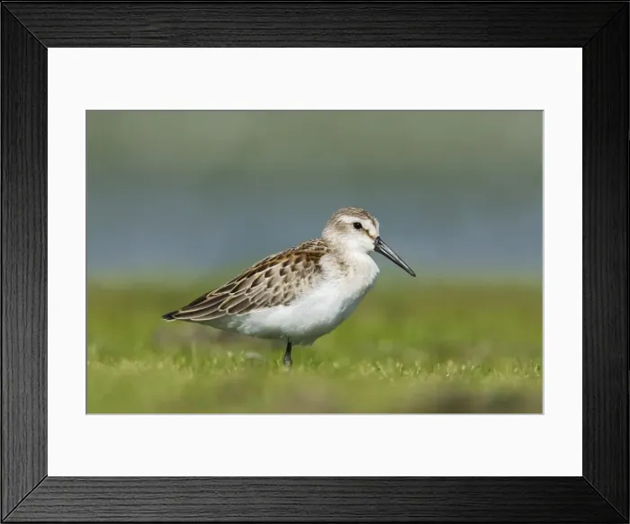 Framed Print : Western sandpiper - in August at Jamaica Bay NWR, NY, USA Framed Print : Western sandpiper - in August at Jamaica Bay NWR, NY, USA