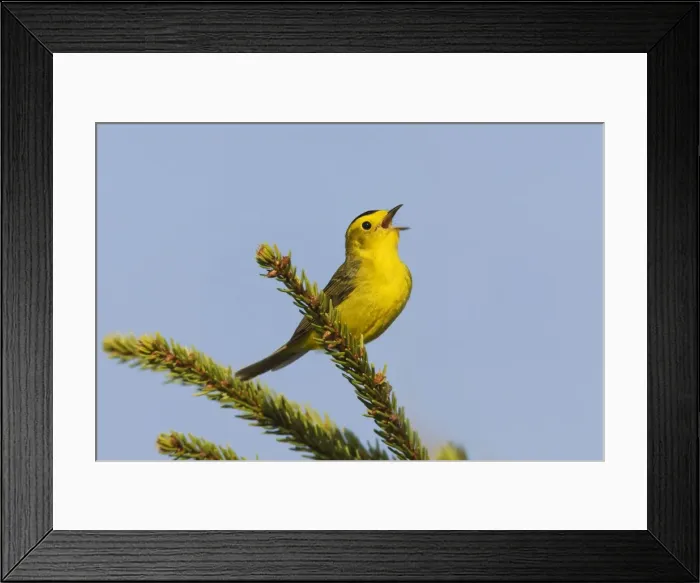 Framed Print : Wilson's Warbler - singing on territory in Maine boreal forest in May. USA