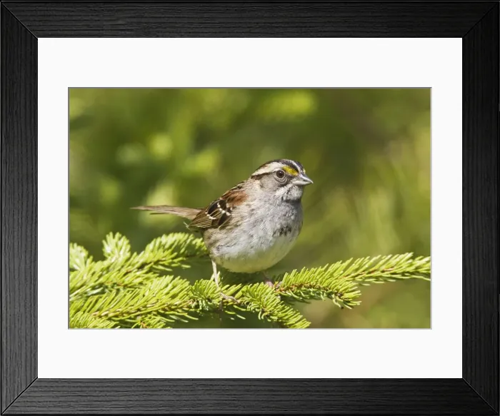 Framed Print : White-throated Sparrow - in Maine boreal forest in May. USA Framed Print : White-throated Sparrow - in Maine boreal forest in May. USA