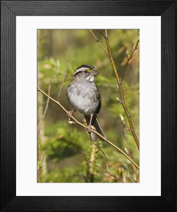 Framed Print : White-throated Sparrow - in Maine boreal forest in May. USA Framed Print : White-throated Sparrow - in Maine boreal forest in May. USA