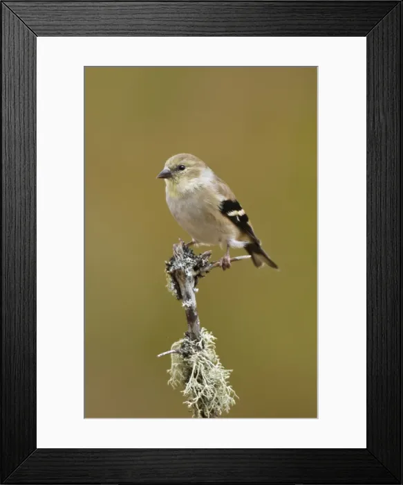 Framed Print : American Goldfinch - in winter plumage. November - CT - USA Framed Print : American Goldfinch - in winter plumage. November - CT - USA