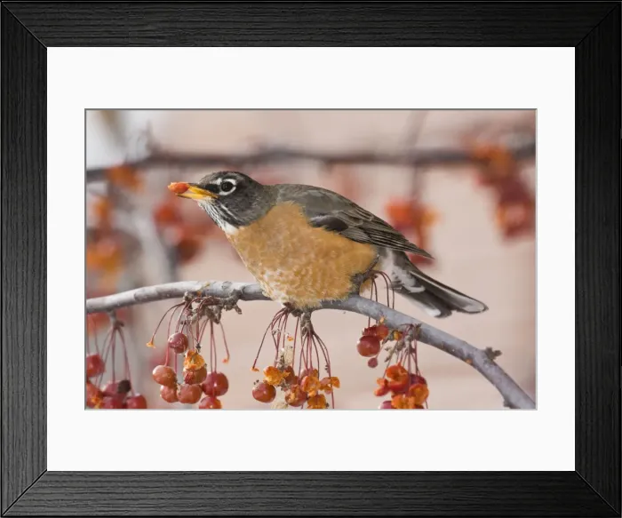 Framed Print : American Robin - in winter. Maine, December, USA