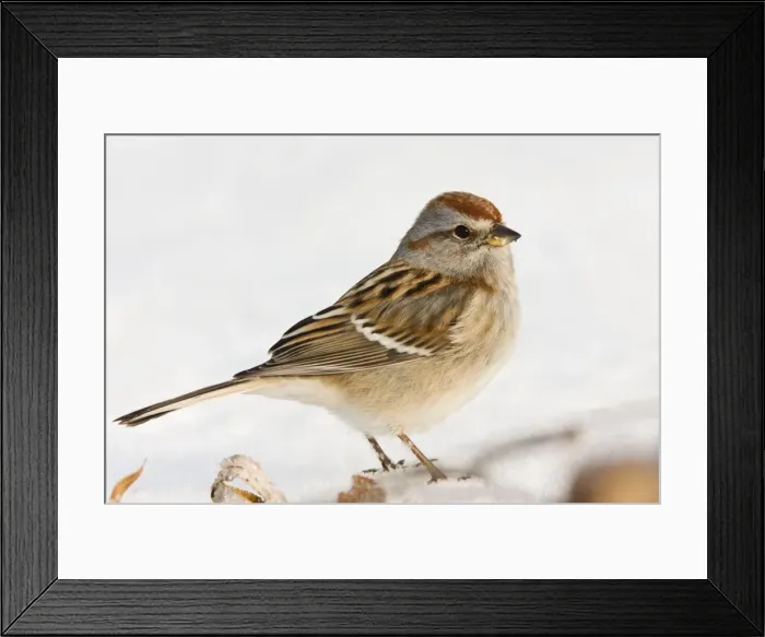 Framed Print : American Tree Sparrow - winter in CT, December - USA Framed Print : American Tree Sparrow - winter in CT, December - USA