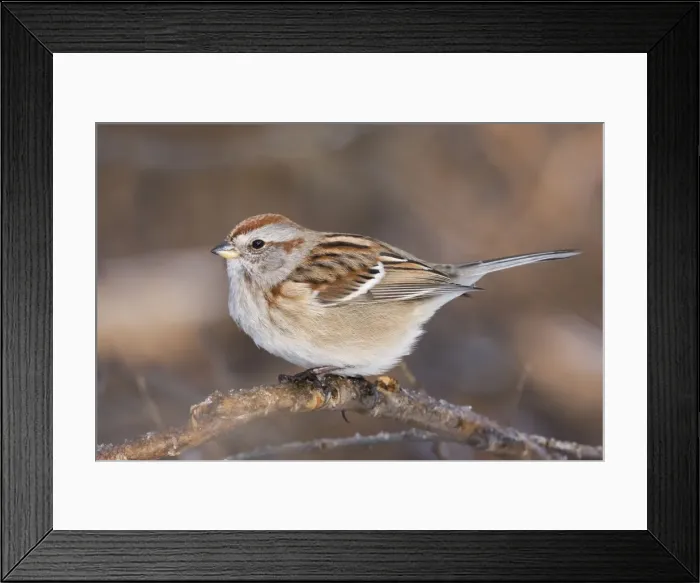 Framed Print : American Tree Sparrow - winter CT. December. USA Framed Print : American Tree Sparrow - winter CT. December. USA