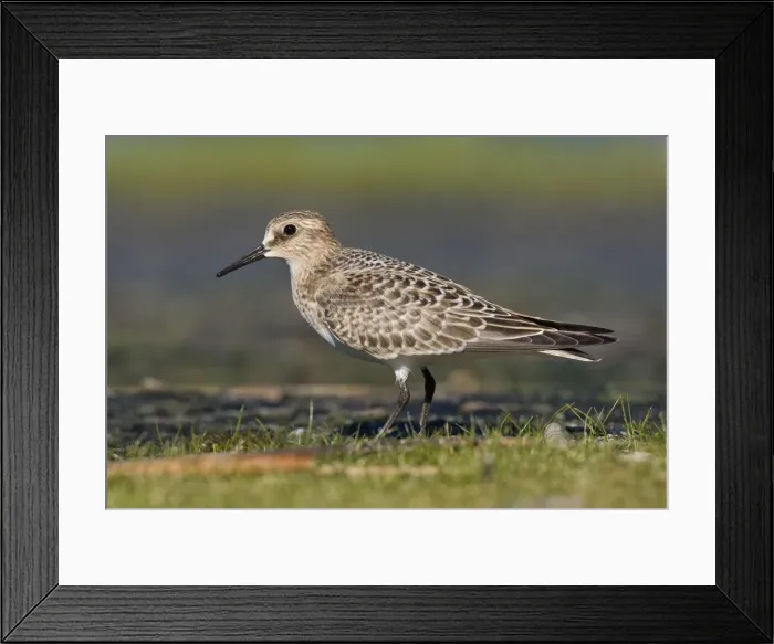 Framed Print : Baird's Sandpiper - in September at Jamaica Bay NWR, NY, USA Framed Print : Baird's Sandpiper - in September at Jamaica Bay NWR, NY, USA