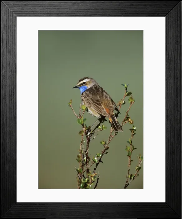Framed Print : Bluethroat - male in spring. Seward Peninsula, Alaska, June. USA Framed Print : Bluethroat - male in spring. Seward Peninsula, Alaska, June. USA