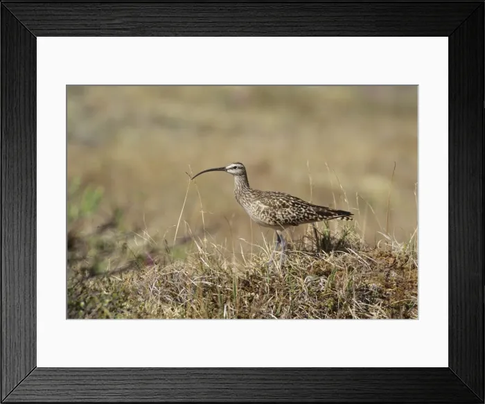 Framed Print : Bristle-thighed Curlew. Seward Peninsula, Alaska, June USA Framed Print : Bristle-thighed Curlew. Seward Peninsula, Alaska, June USA