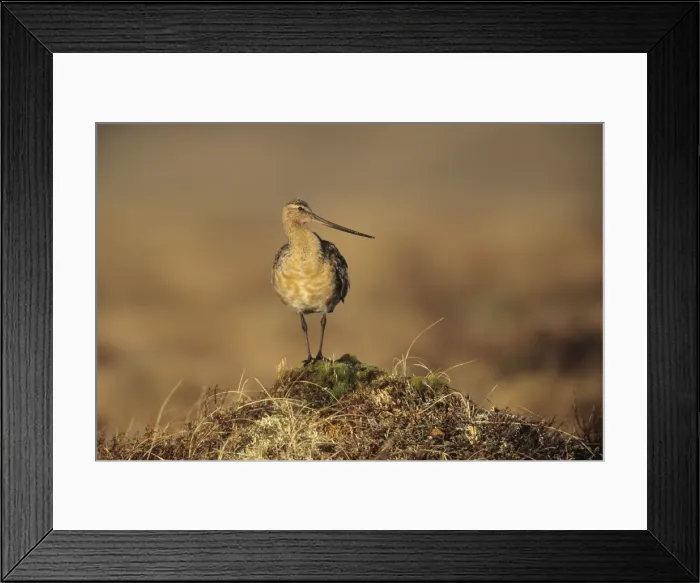 Framed Print : Bar-tailed Godwit. Nome Alaska, June, USA Framed Print : Bar-tailed Godwit. Nome Alaska, June, USA