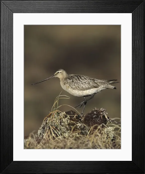 Framed Print : Bar-tailed Godwit. USA Framed Print : Bar-tailed Godwit. USA