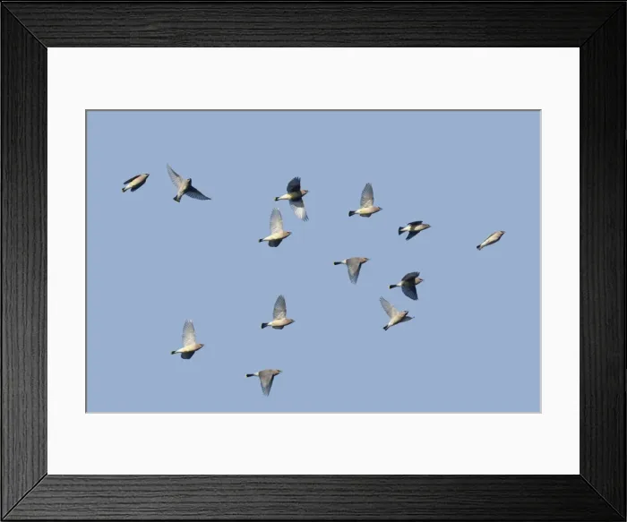 Framed Print : Cedar Waxwing - flock in fall migration. October, CT, USA