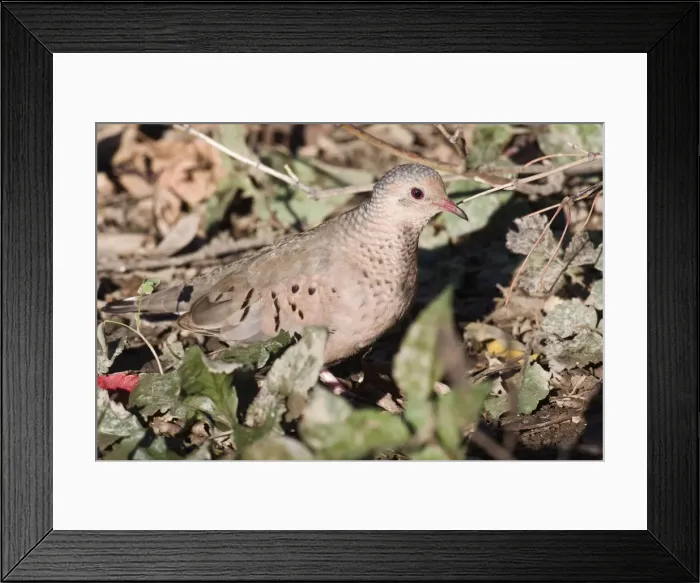 Framed Print : Common Ground Dove. East Haven, CT, USA Framed Print : Common Ground Dove. East Haven, CT, USA