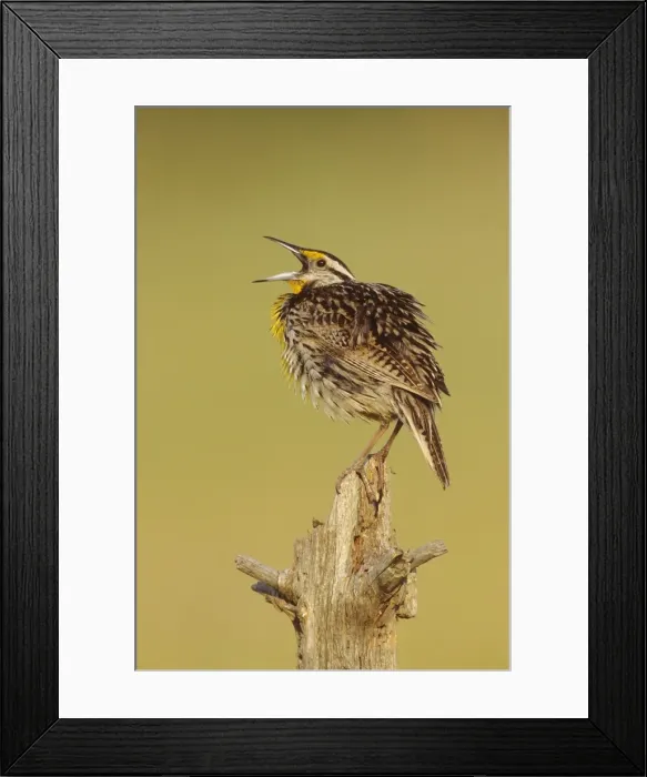 Framed Print : Eastern Meadowlark. June, CT, USA Framed Print : Eastern Meadowlark. June, CT, USA