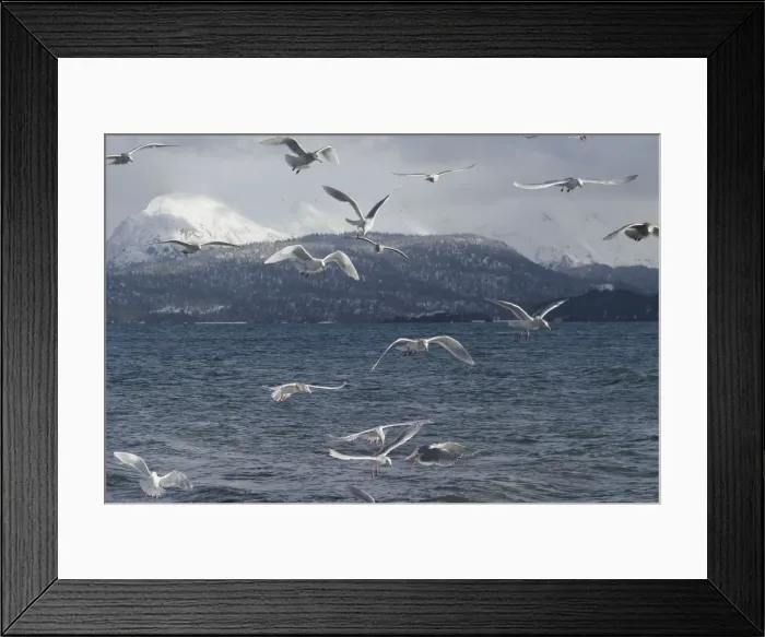 Framed Print : Glaucous-winged Gull. Homer Alsaska, Feb, USA Framed Print : Glaucous-winged Gull. Homer Alsaska, Feb, USA