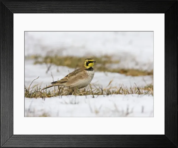 Framed Print : Horned Lark - in winter. December in CT, USA Framed Print : Horned Lark - in winter. December in CT, USA
