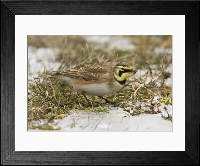 Framed Print : Horned Lark - in winter. December in CT, USA Framed Print : Horned Lark - in winter. December in CT, USA