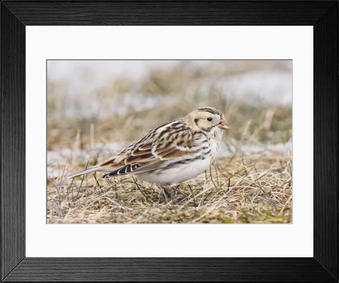 Framed Print : Lapland Longspur / Lapland Bunting. Winter in CT, December, USA Framed Print : Lapland Longspur / Lapland Bunting. Winter in CT, December, USA