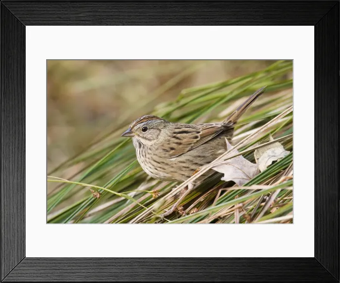 Framed Print : Lincoln's Sparrow - in Oct, in CT, USA Framed Print : Lincoln's Sparrow - in Oct, in CT, USA