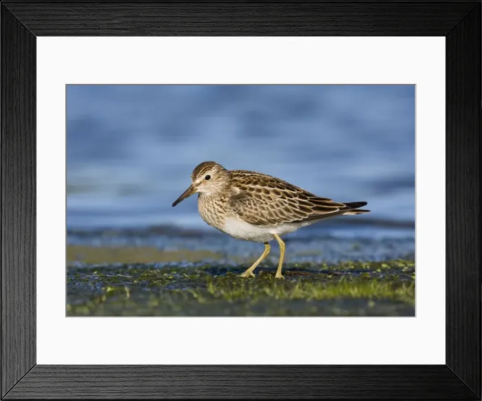 Framed Print : Pectoral Sandpiper. Jamaica Bay, NY in September, USA Framed Print : Pectoral Sandpiper. Jamaica Bay, NY in September, USA