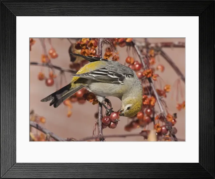Framed Print : Pine Grosbeak - eating berries, Maine, December, USA Framed Print : Pine Grosbeak - eating berries, Maine, December, USA