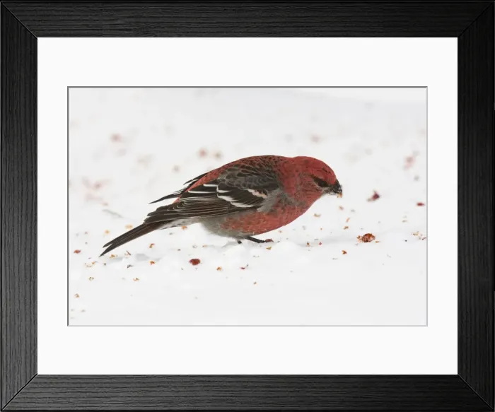 Framed Print : Pine Grosbeak - male in winter. December in Maine, USA Framed Print : Pine Grosbeak - male in winter. December in Maine, USA