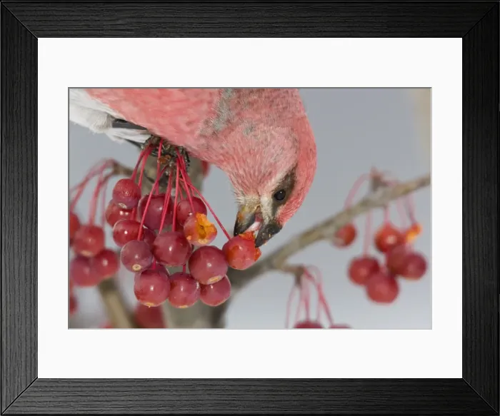 Framed Print : Pine Grosbeak - male eating seeds inside crabapple. Maine, December, USA Framed Print : Pine Grosbeak - male eating seeds inside crabapple. Maine, December, USA