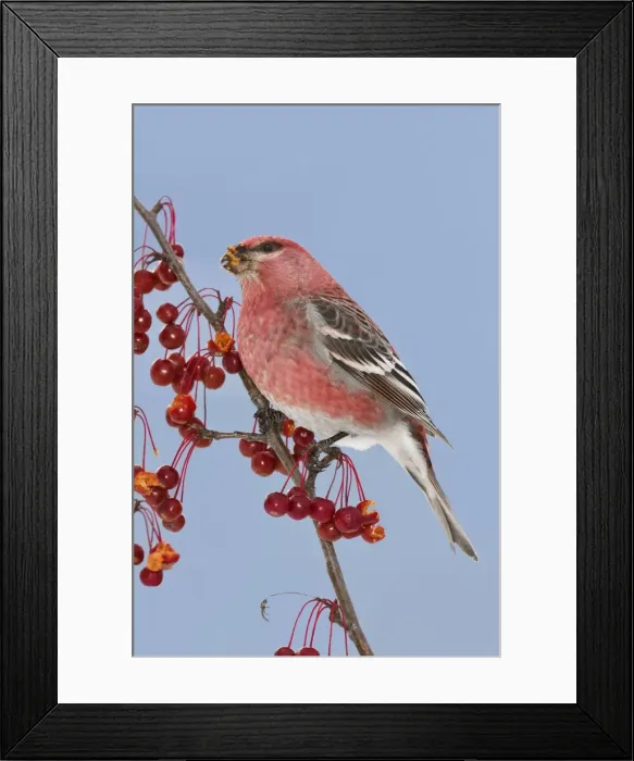 Framed Print : Pine Grosbeak. Maine in December, USA Framed Print : Pine Grosbeak. Maine in December, USA