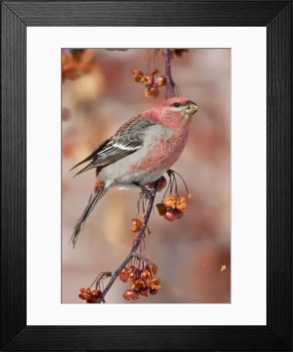 Framed Print : Pine Grosbeak - adult male in Maine, December, USA Framed Print : Pine Grosbeak - adult male in Maine, December, USA