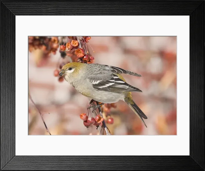 Framed Print : Pine Grosbeak - female in December, Maine, USA Framed Print : Pine Grosbeak - female in December, Maine, USA