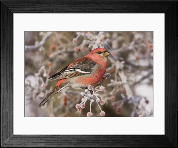Framed Print : Pine Grosbeak - adult male in winter. CT in December, USA Framed Print : Pine Grosbeak - adult male in winter. CT in December, USA