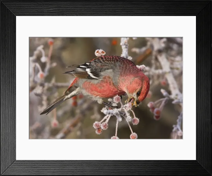 Framed Print : Pine Grosbeak - adult male in winter eating berries. December in CT, USA Framed Print : Pine Grosbeak - adult male in winter eating berries. December in CT, USA