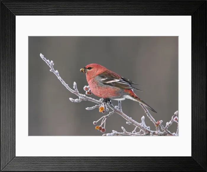 Framed Print : Pine Grosbeak - Male in winter. December in CT, USA Framed Print : Pine Grosbeak - Male in winter. December in CT, USA