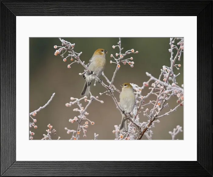 Framed Print : Pine Grosbeaks - in winter. Female. CT, December. USA Framed Print : Pine Grosbeaks - in winter. Female. CT, December. USA