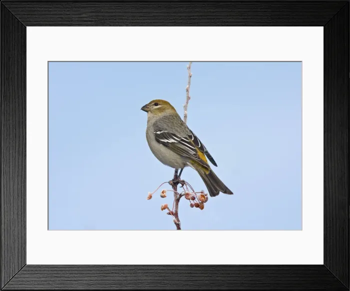 Framed Print : Pine Grosbeak - female in winter. CT, December, USA Framed Print : Pine Grosbeak - female in winter. CT, December, USA