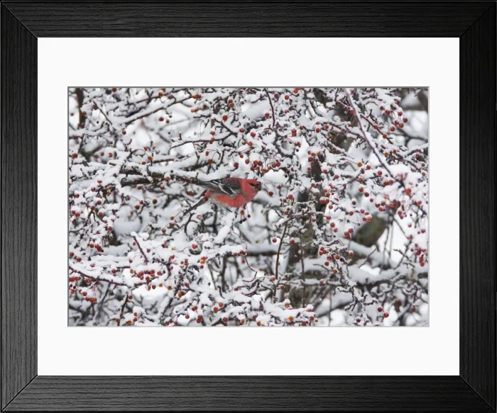 Framed Print : Pine Grosbeak - male in winter. CT, December, USA Framed Print : Pine Grosbeak - male in winter. CT, December, USA