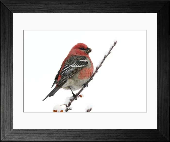 Framed Print : Pine Grosbeak - adult male in winter. CT, January, USA Framed Print : Pine Grosbeak - adult male in winter. CT, January, USA